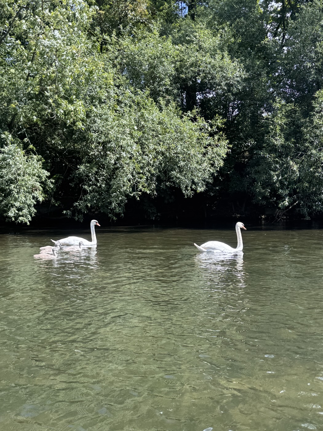 Two swans on the calm green water of the Neckar in Tübingen